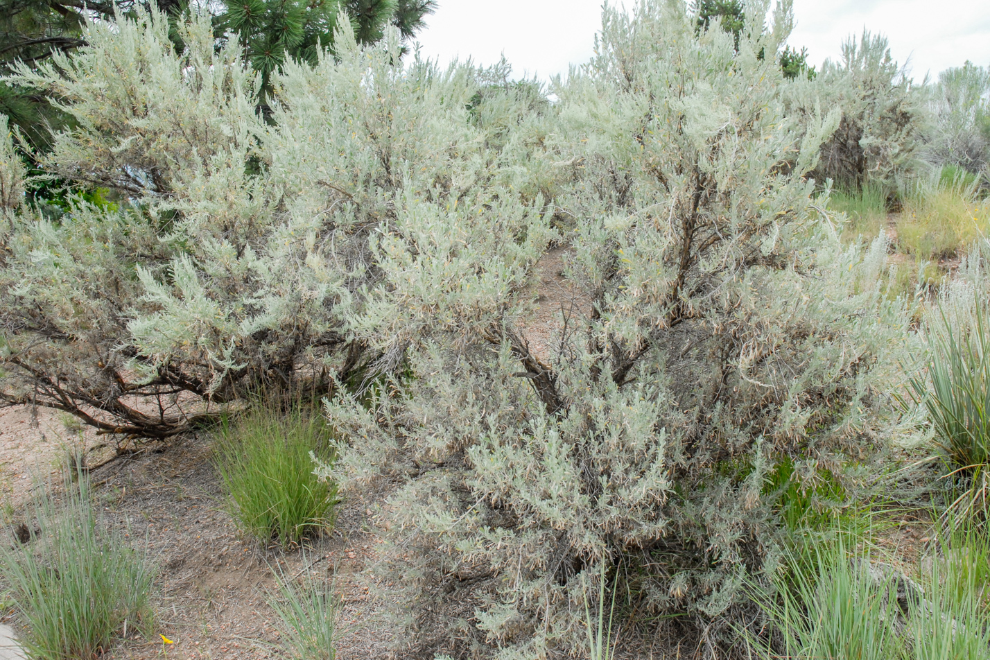 Western Sagebrush